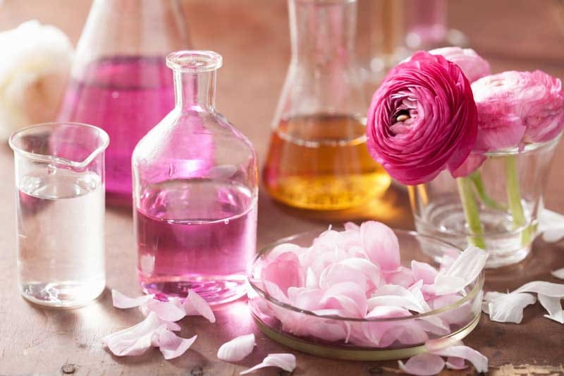 تصویر 3 از گل محمدی ترکیه‌ ای مرغوب با عطر قوی و طبیعی